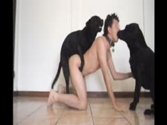 Zoophilia xxx gay got banged by three dogs